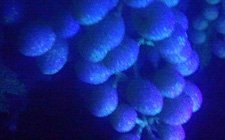 Electrostatic Agriculture Sprayer