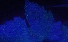 Electrostatic Agriculture Sprayer